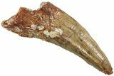 Fossil Spinosaurus Tooth - Curved Premax Tooth #227245-1